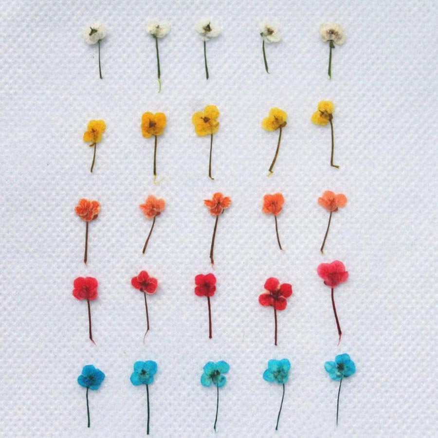 60pcs Mini Pressed Dried Flowe - огляд і ціна Resin Craft Ideas