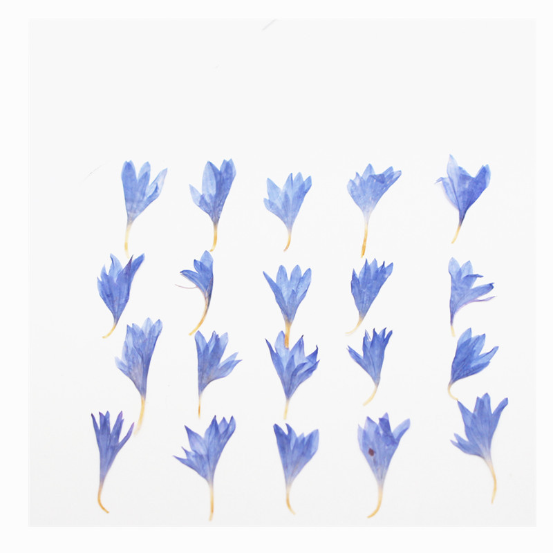 60pcs Mini Pressed Dried Flowe - огляд і ціна Resin Craft Ideas